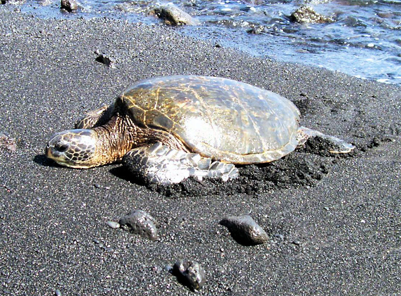 Turtle at Punalu'u Beach